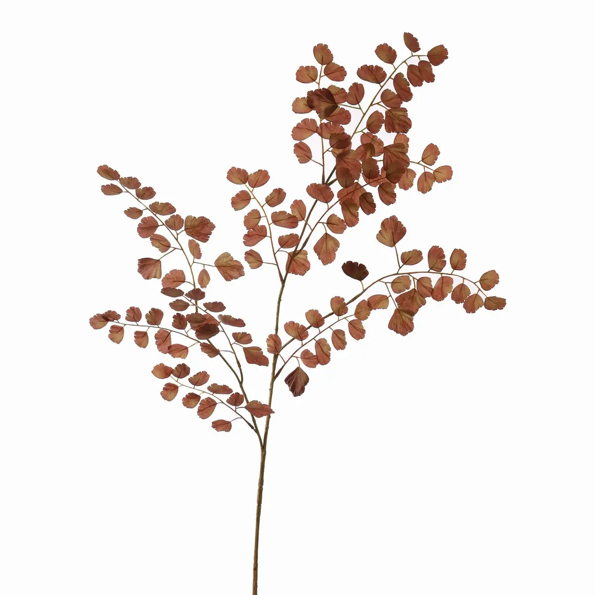 Selderij Blad - 98 Cm 1