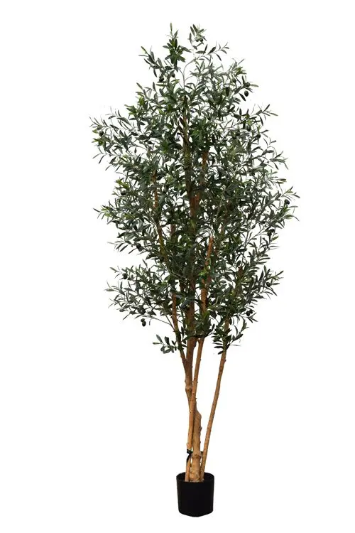 Olijfboom - 240 Cm 1