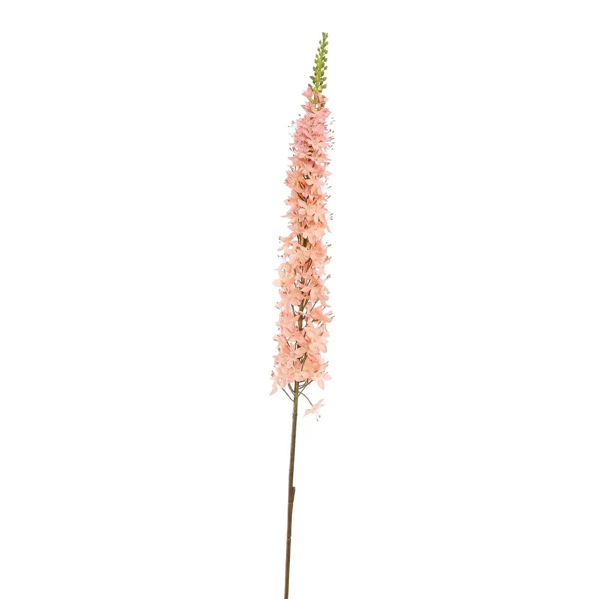 Eremurus 109 Cm Pink 1