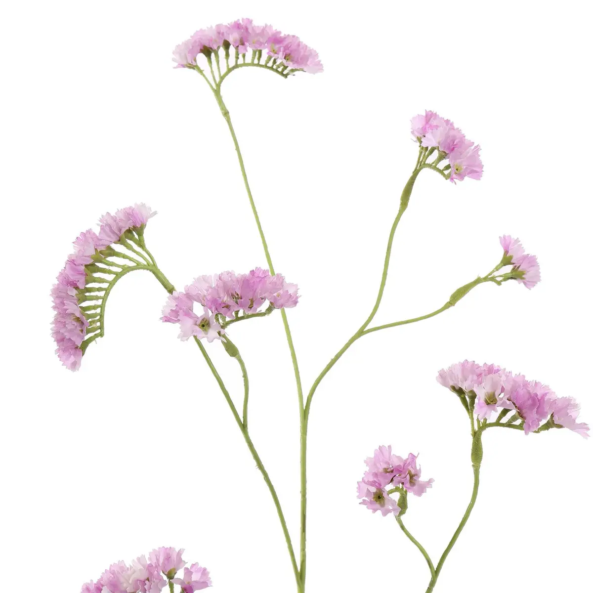 Limonium 92 Cm Lila 1