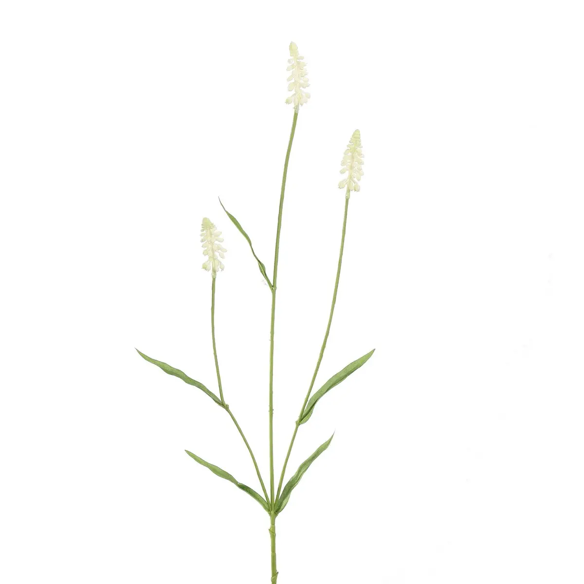 Muscari 68 Cm Creme 1