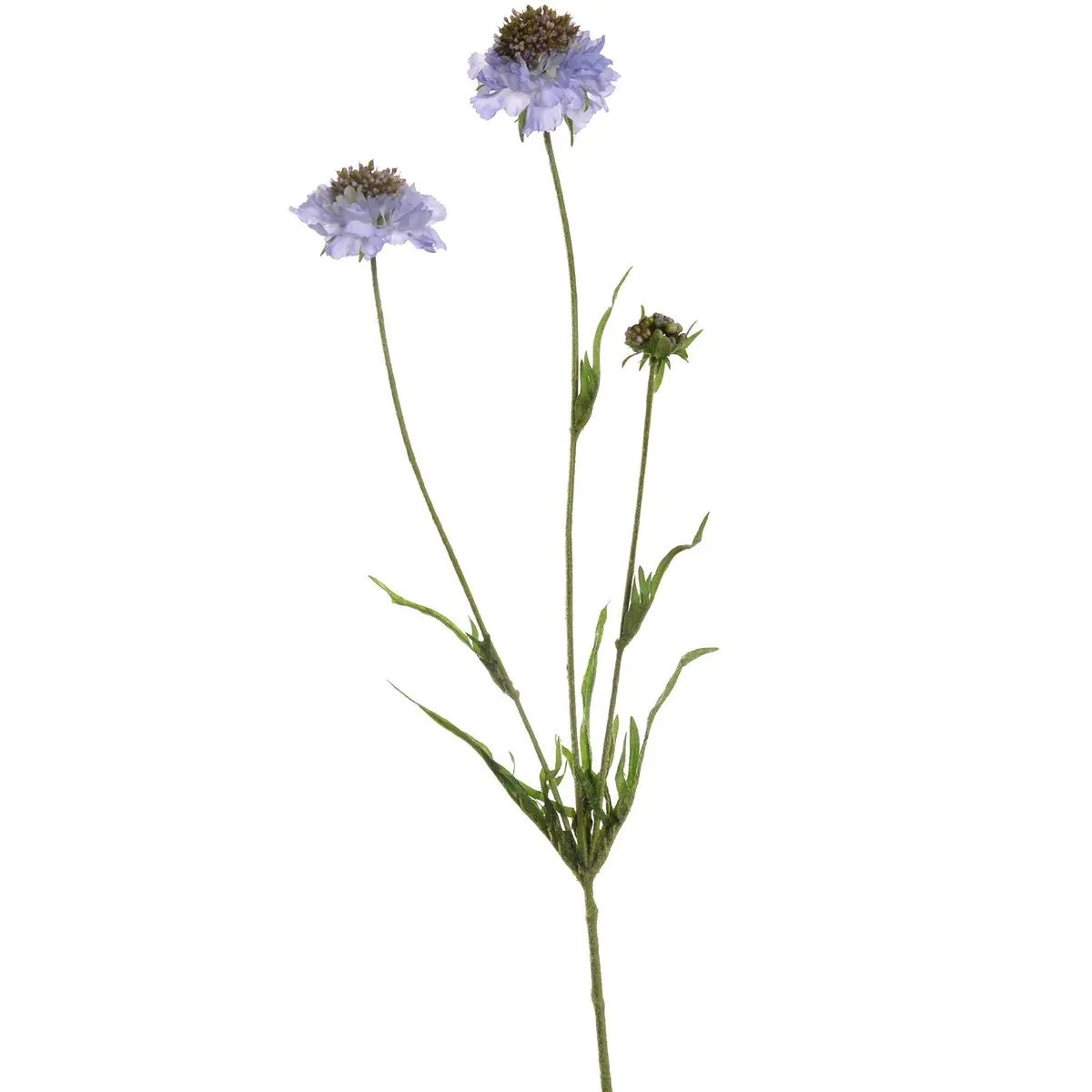 Scabiosa Spray 66 Cm Blue 1