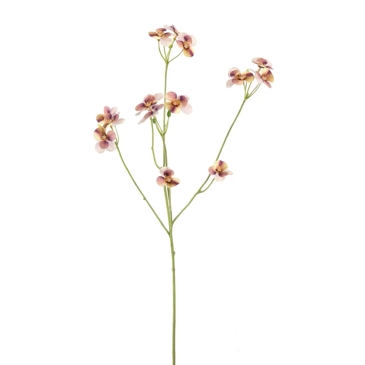 Viooltje 62 Cm Mauve 1